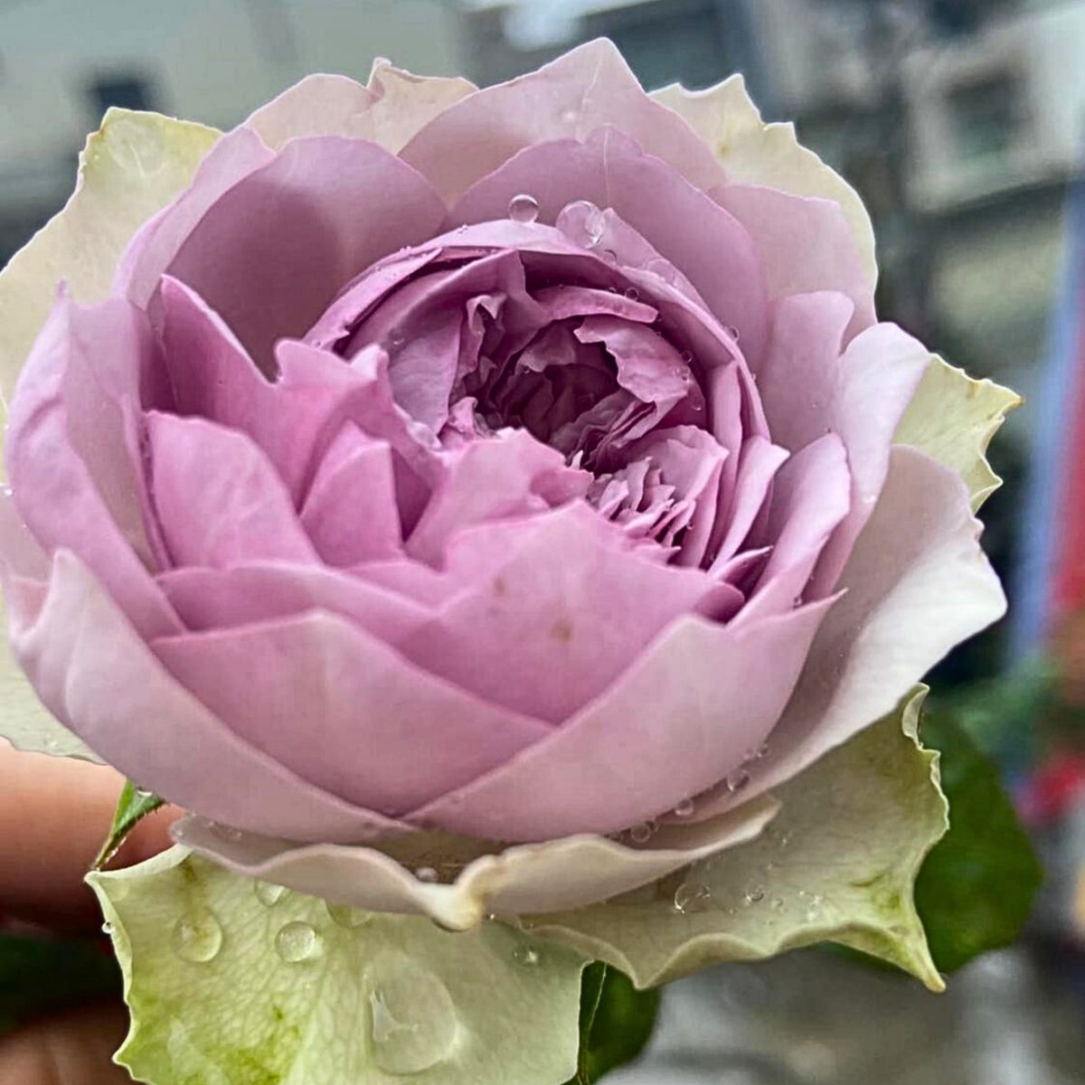 Coffret コフレ珠寶盒-Perennial Rose Seeds, 30+ seeds
