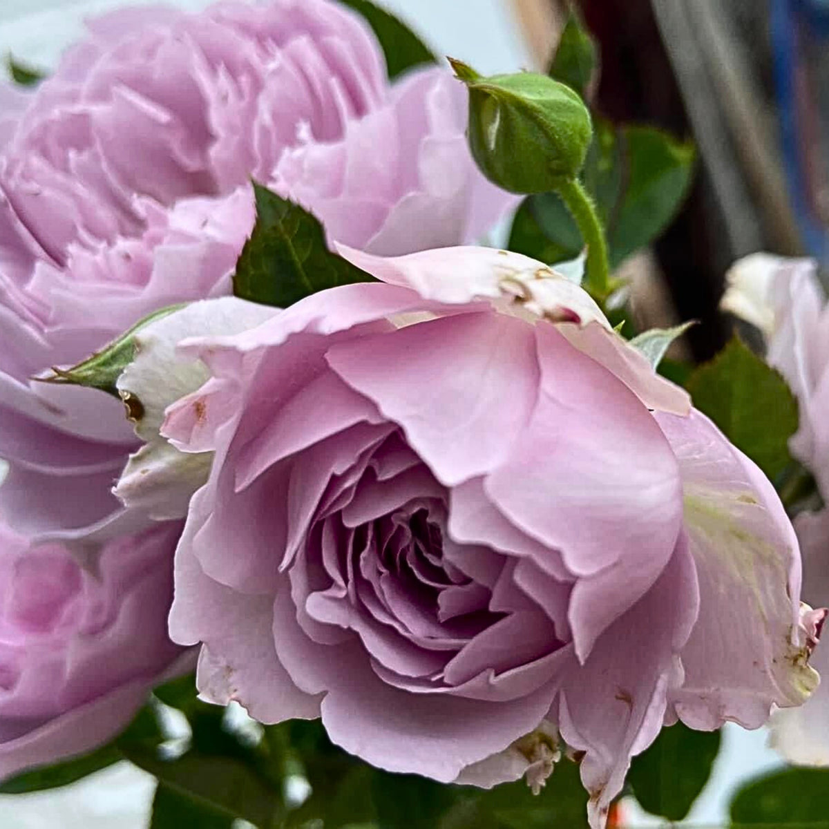 Coffret コフレ珠寶盒-Perennial Rose Seeds, 30+ seeds