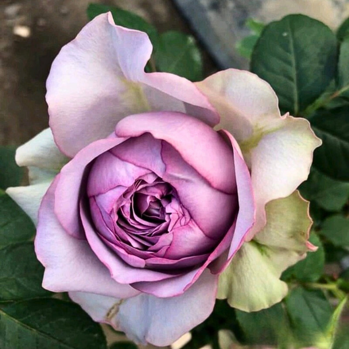 Coffret コフレ珠寶盒-Perennial Rose Seeds, 30+ seeds