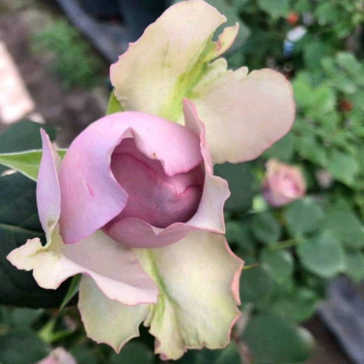 Coffret コフレ珠寶盒-Perennial Rose Seeds, 30+ seeds