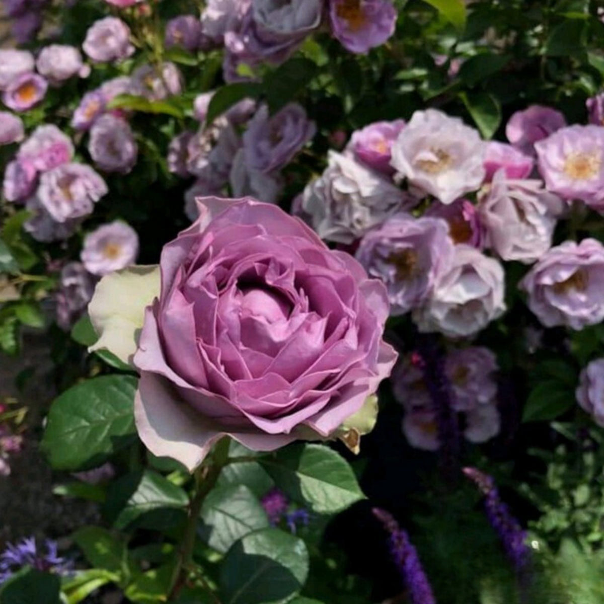 Coffret コフレ珠寶盒-Perennial Rose Seeds, 30+ seeds