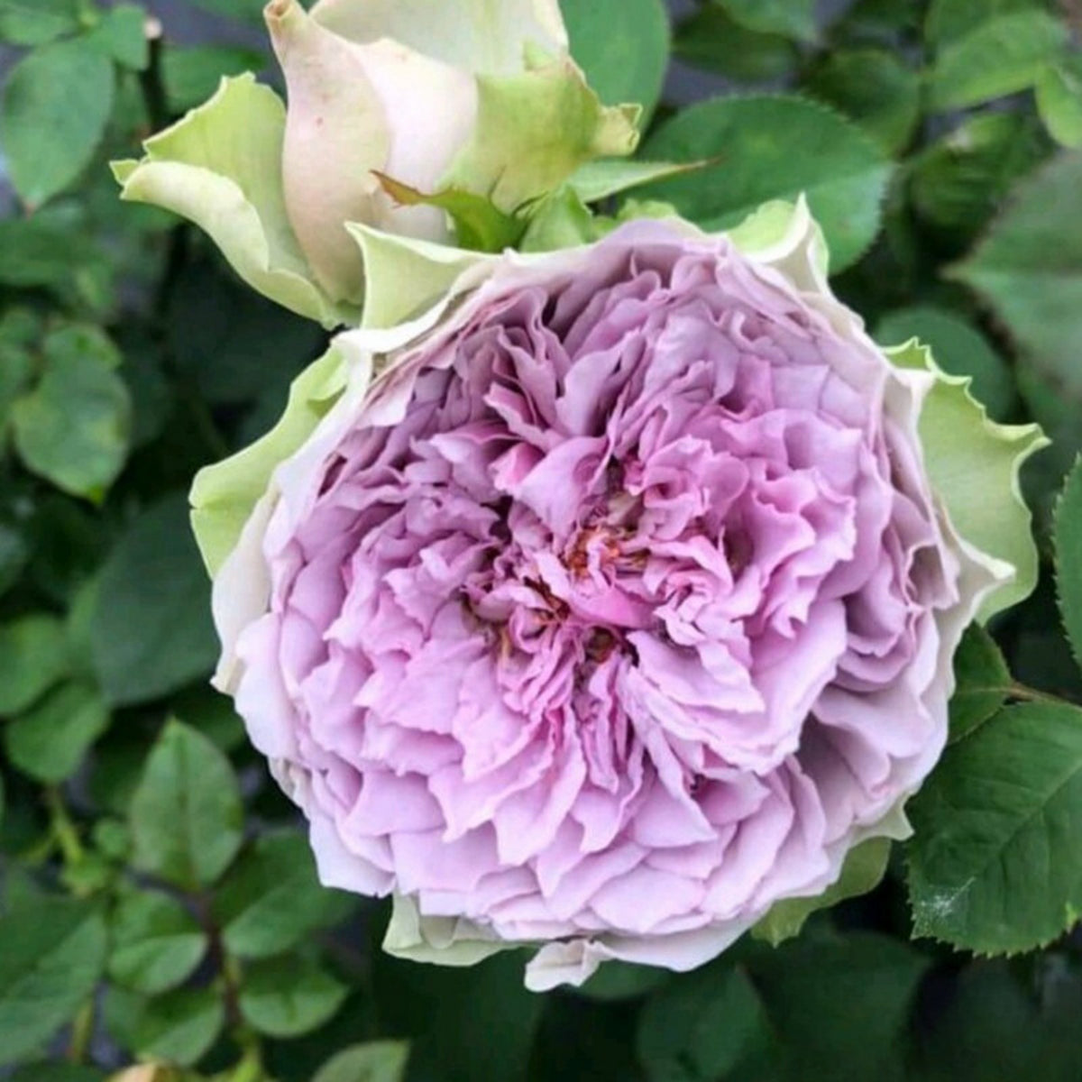 Coffret コフレ珠寶盒-Perennial Rose Seeds, 30+ seeds