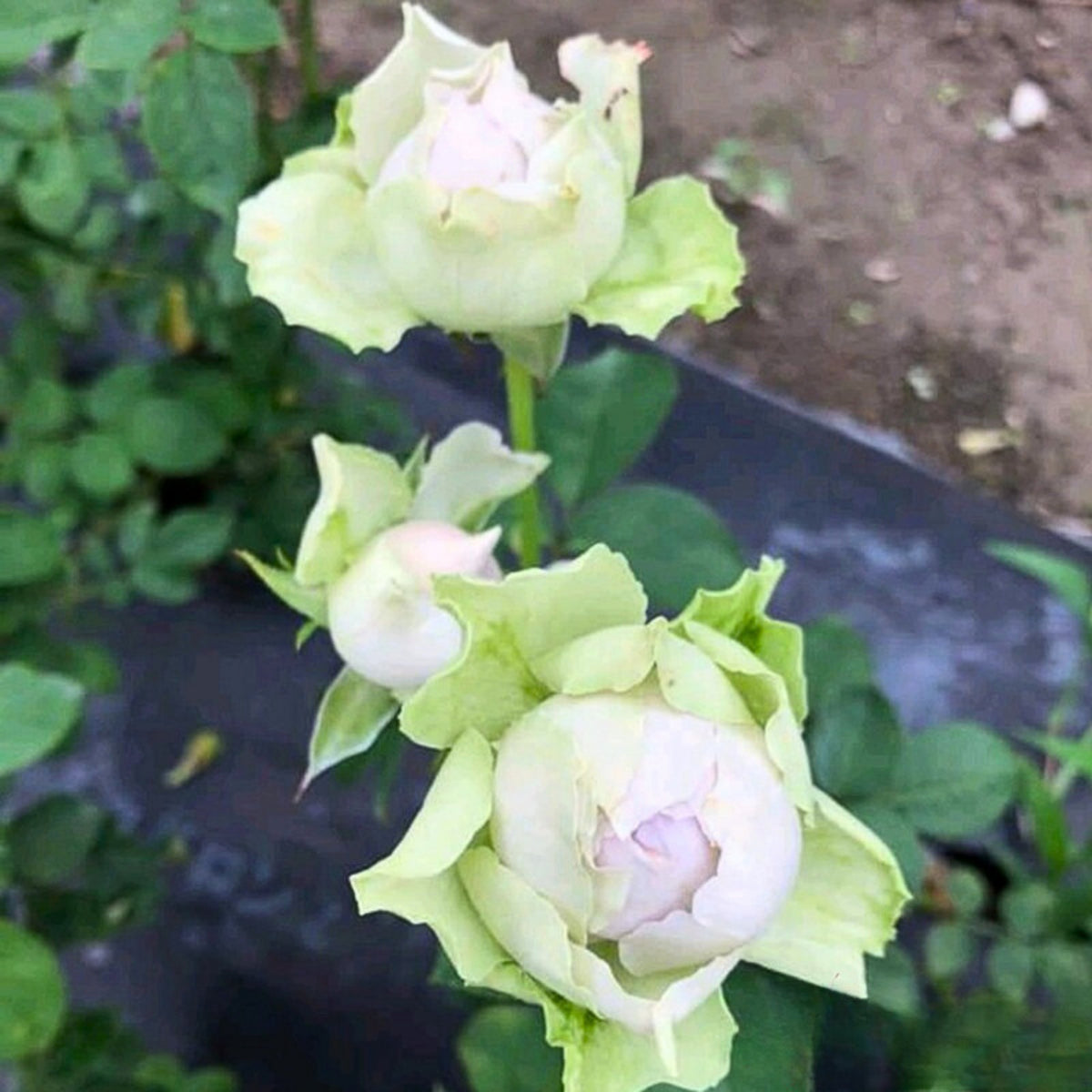 Coffret コフレ珠寶盒-Perennial Rose Seeds, 30+ seeds