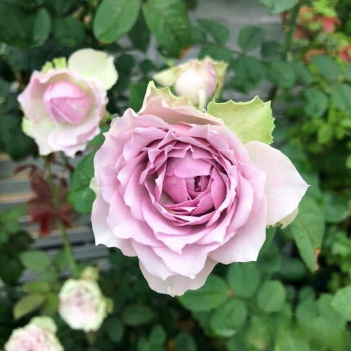 Coffret コフレ珠寶盒-Perennial Rose Seeds, 30+ seeds