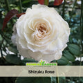 30+ Seeds|Shizuku Perennial Rose Seeds - Soft Pink Blooms - Elegant Garden Rose - Long Blooming Flower - Cottage Garden - Cut Flower#1196