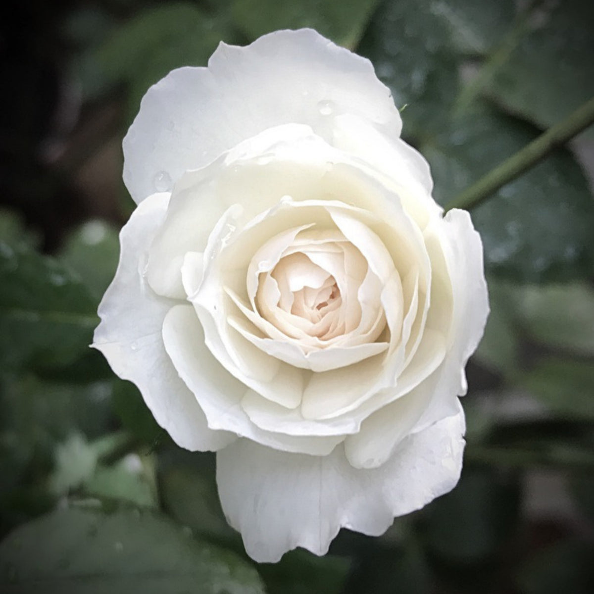 Shizuku Perennial Rose Seeds - Soft Pink Blooms, 30+ seeds