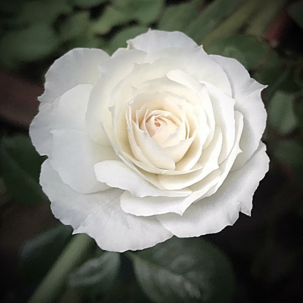 Shizuku Perennial Rose Seeds - Soft Pink Blooms, 30+ seeds