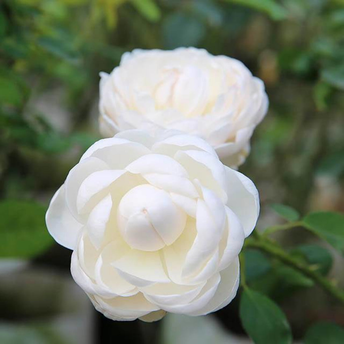 Shizuku Perennial Rose Seeds - Soft Pink Blooms, 30+ seeds