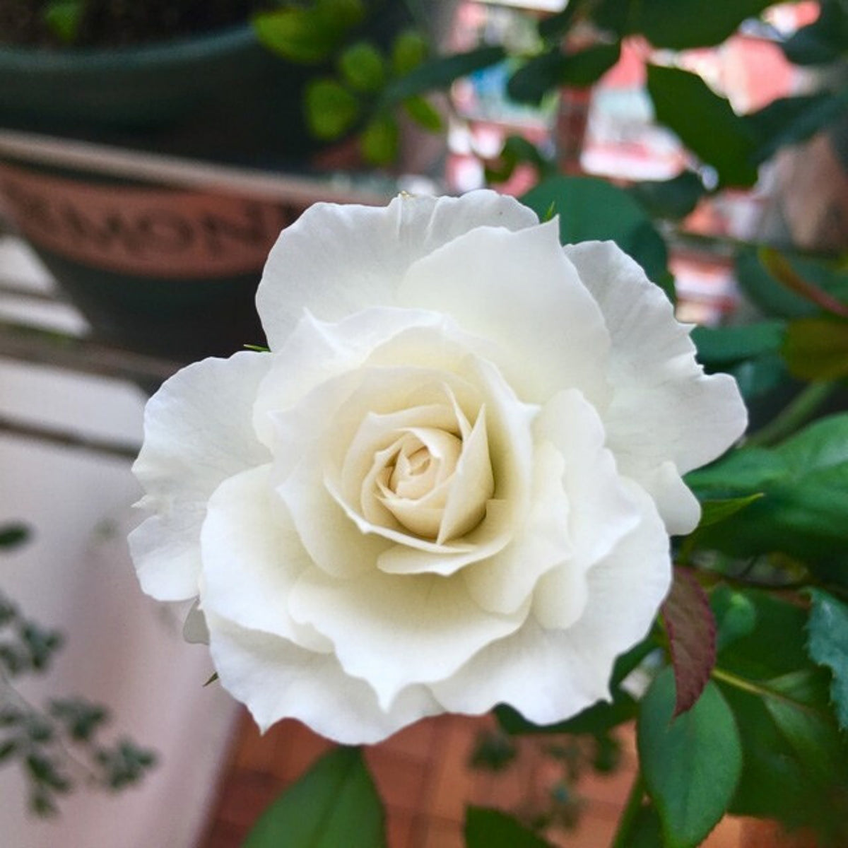 Shizuku Perennial Rose Seeds - Soft Pink Blooms, 30+ seeds