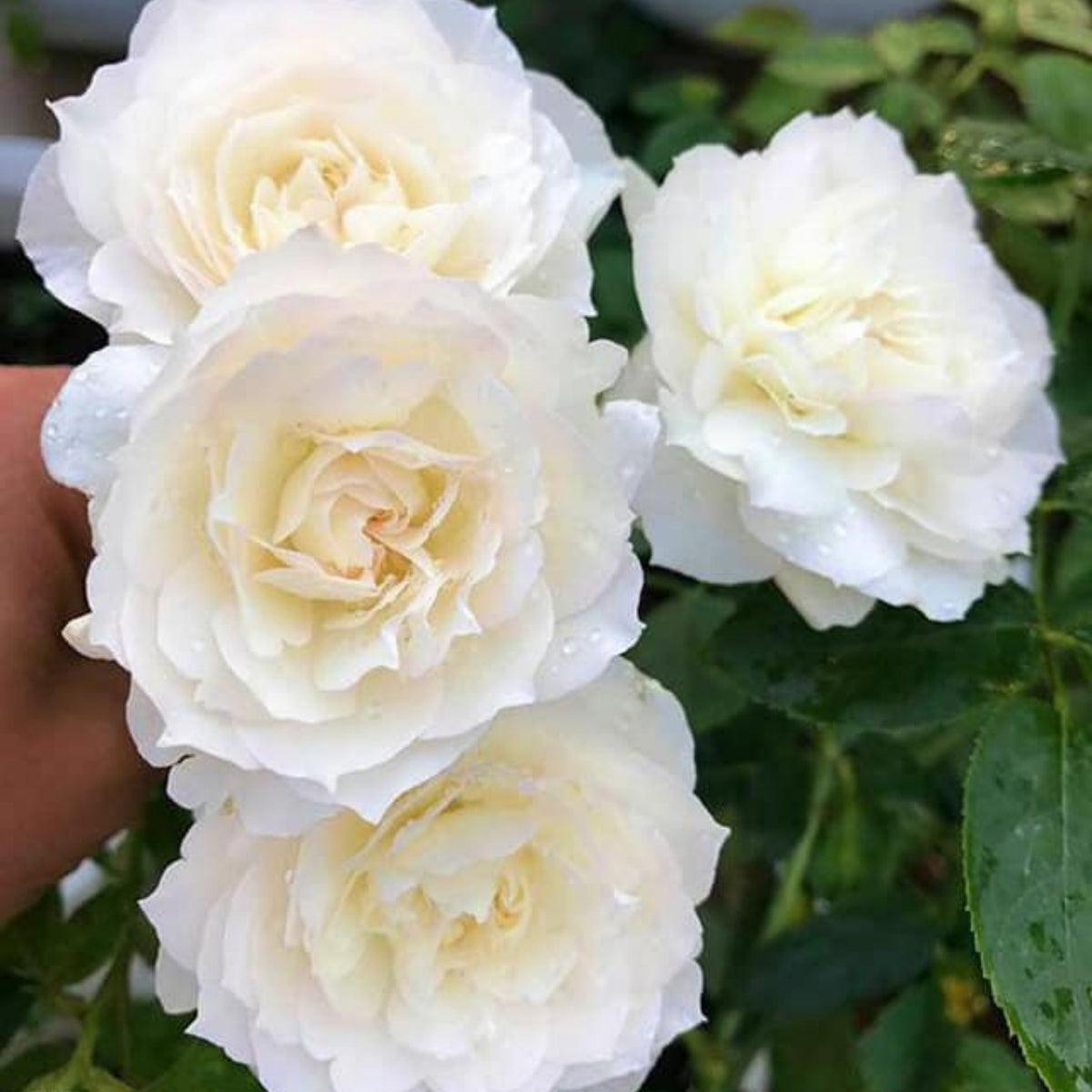 Shizuku Perennial Rose Seeds - Soft Pink Blooms, 30+ seeds