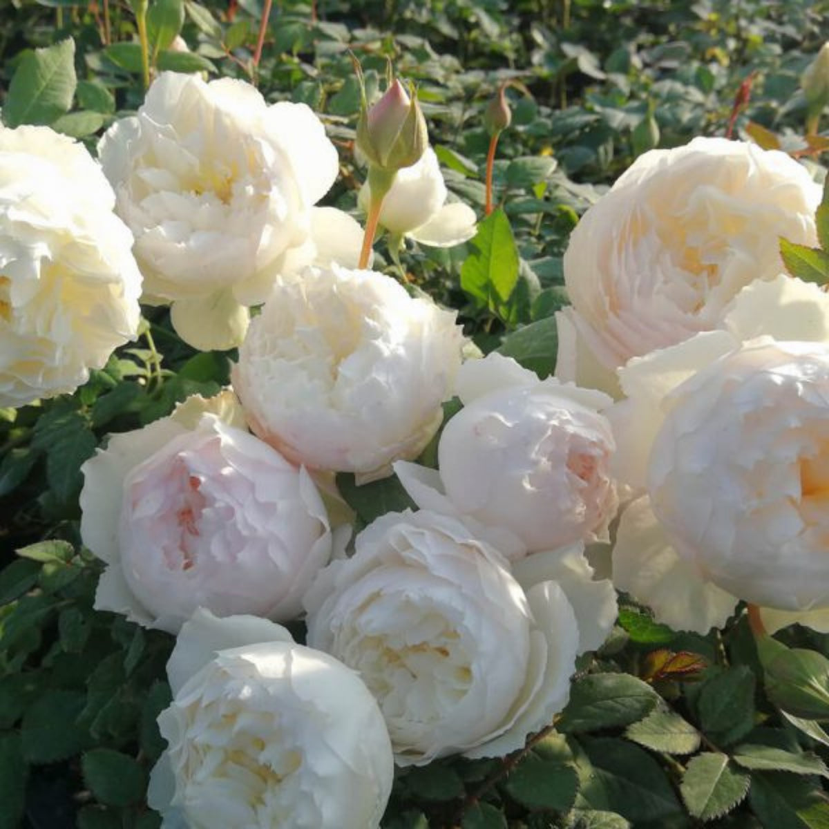 Shizuku Perennial Rose Seeds - Soft Pink Blooms, 30+ seeds