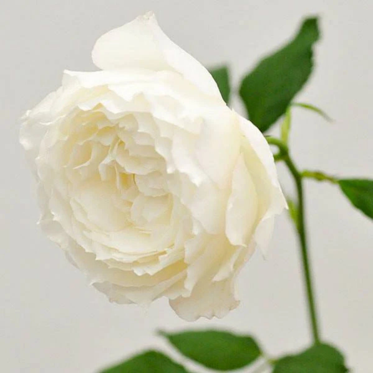 Shizuku Perennial Rose Seeds - Soft Pink Blooms, 30+ seeds