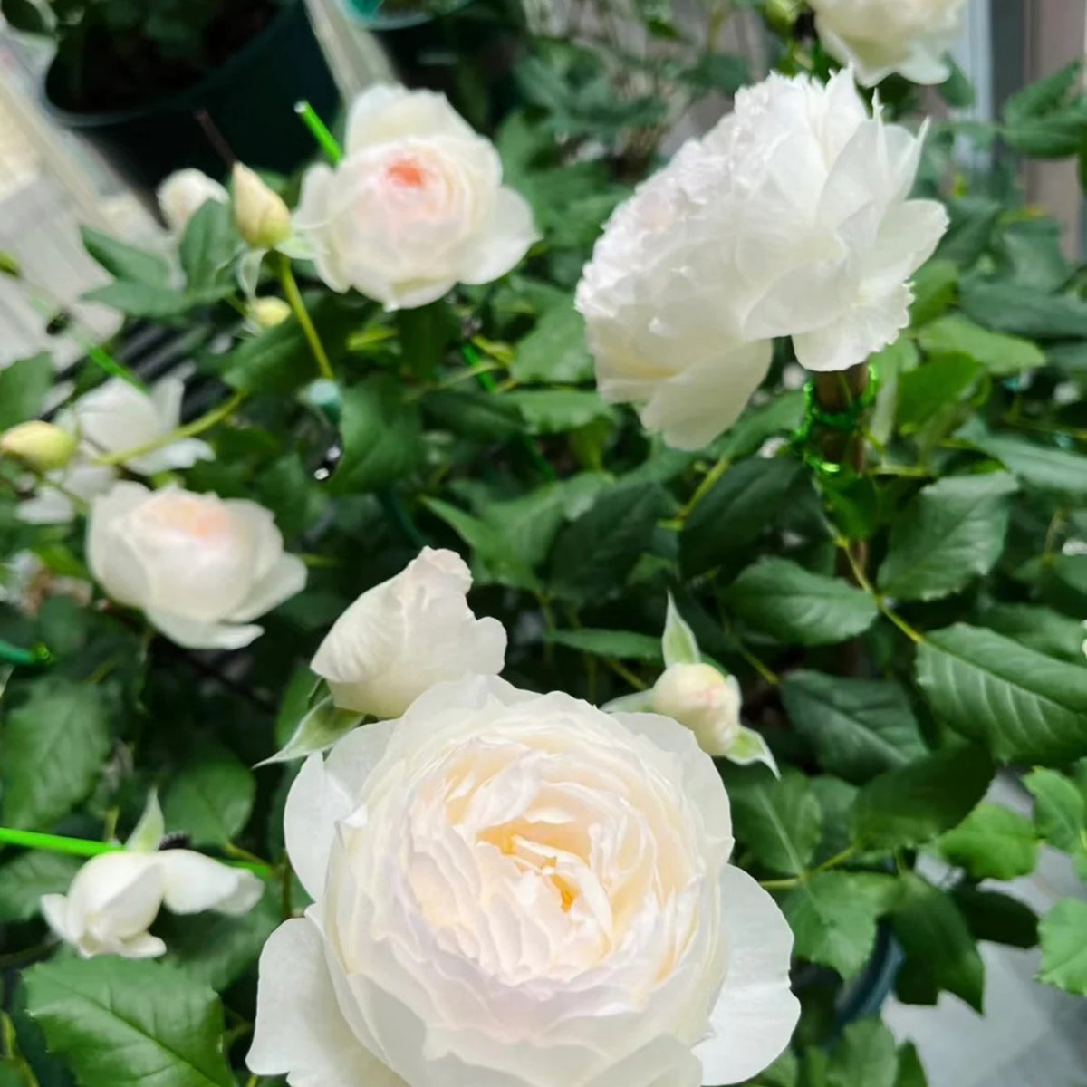 Shizuku Perennial Rose Seeds - Soft Pink Blooms, 30+ seeds