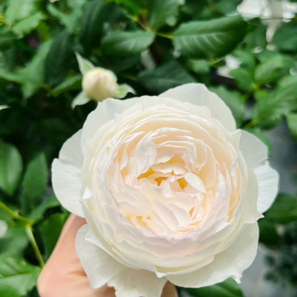 Shizuku Perennial Rose Seeds - Soft Pink Blooms, 30+ seeds