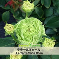 30+ Seeds| ラテールヴェール - La Terre Verte Perennial Rose Seeds - Unique Green Blooms - Rare Garden Rose - Long Blooming Flower - Cottage Garden #1197