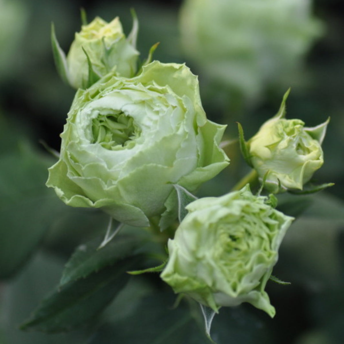 ラテールヴェール Seeds - Unique Green Blooms, Rare Garden Rose, 30+ seeds