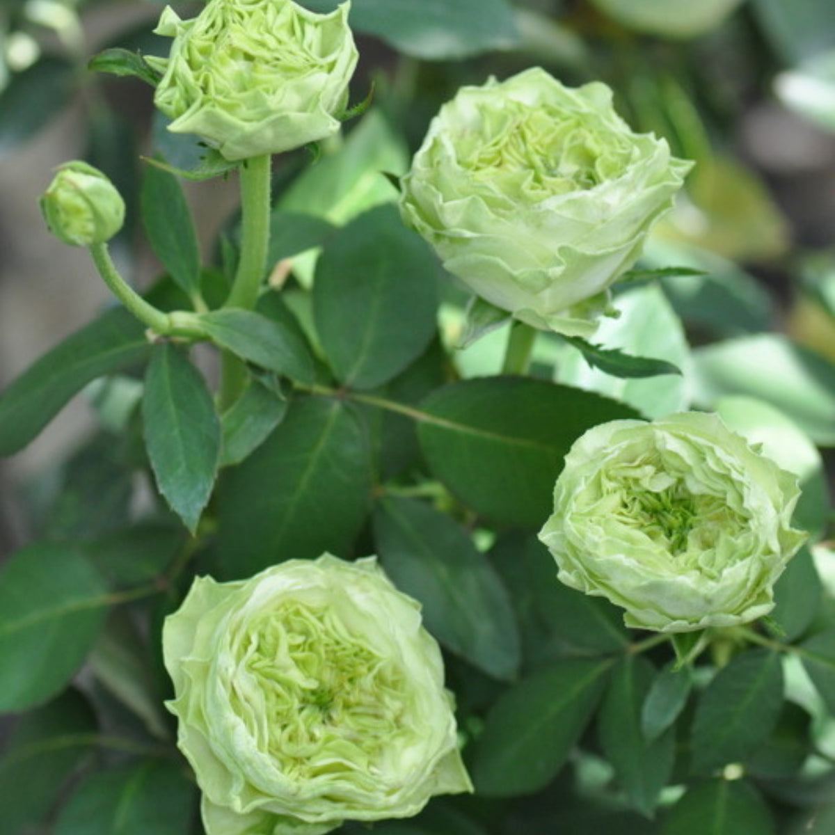 ラテールヴェール Seeds - Unique Green Blooms, Rare Garden Rose, 30+ seeds