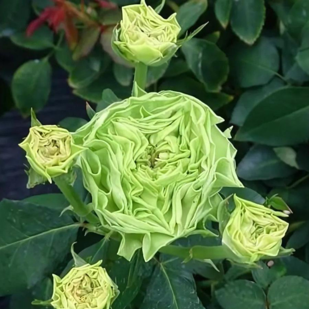 ラテールヴェール Seeds - Unique Green Blooms, Rare Garden Rose, 30+ seeds