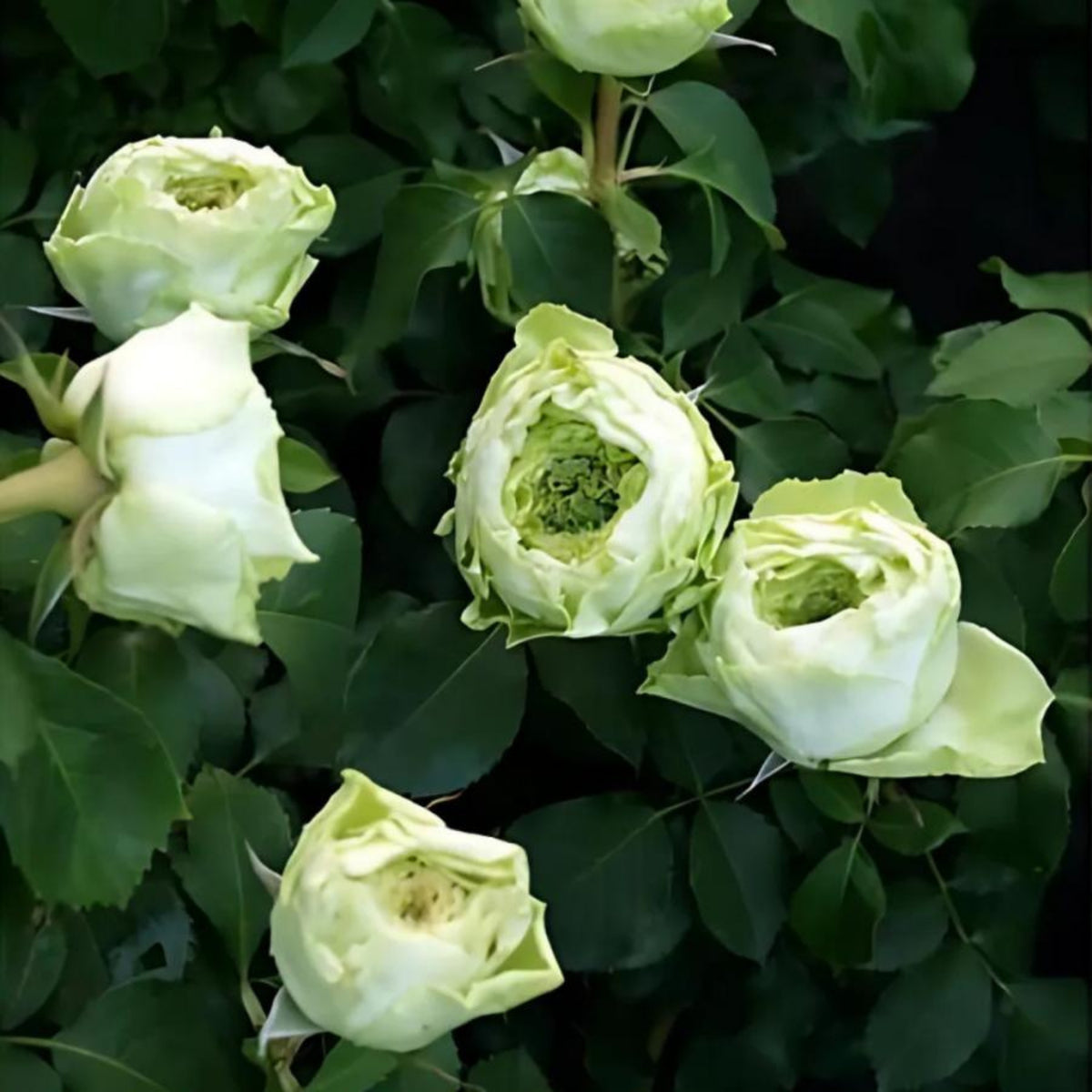 ラテールヴェール Seeds - Unique Green Blooms, Rare Garden Rose, 30+ seeds