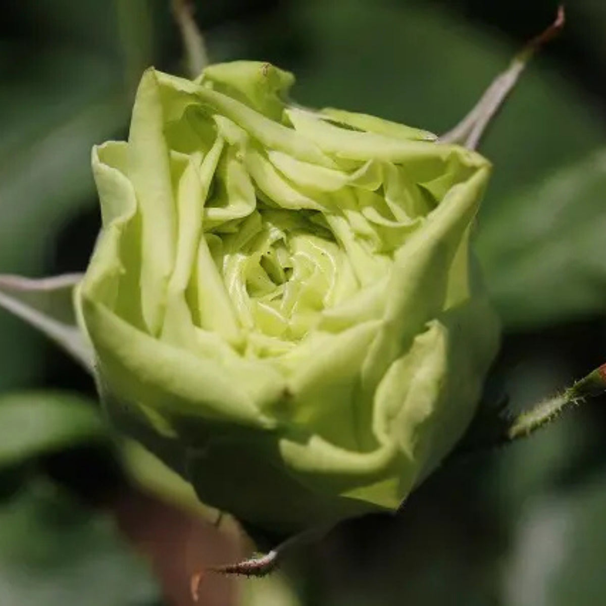 ラテールヴェール Seeds - Unique Green Blooms, Rare Garden Rose, 30+ seeds