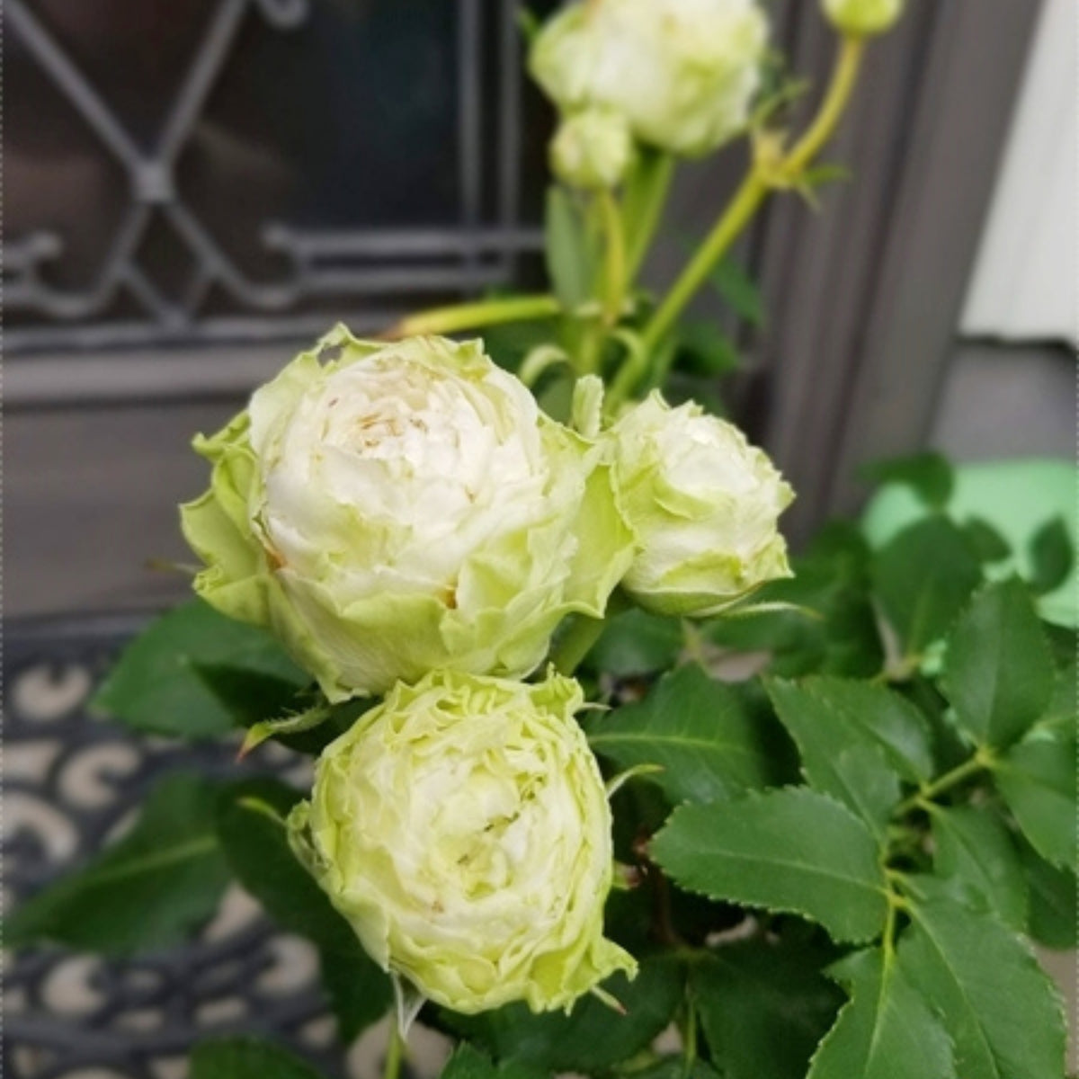 ラテールヴェール Seeds - Unique Green Blooms, Rare Garden Rose, 30+ seeds