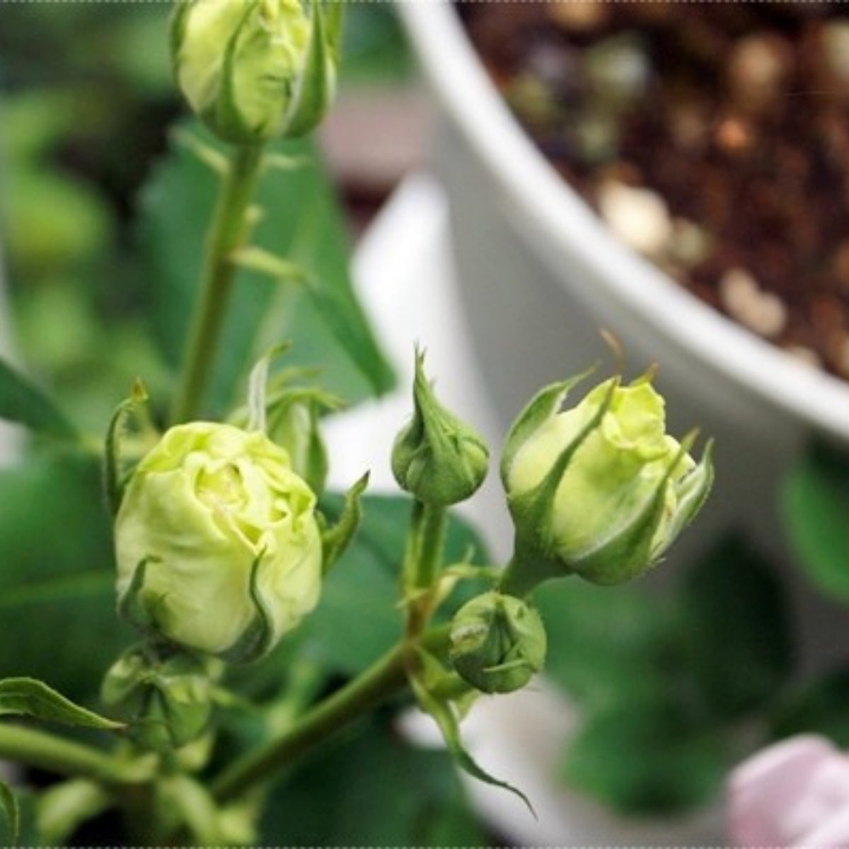 ラテールヴェール Seeds - Unique Green Blooms, Rare Garden Rose, 30+ seeds