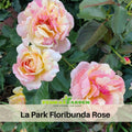 30+ Seeds| La Park Floribunda Rose Seeds#1198