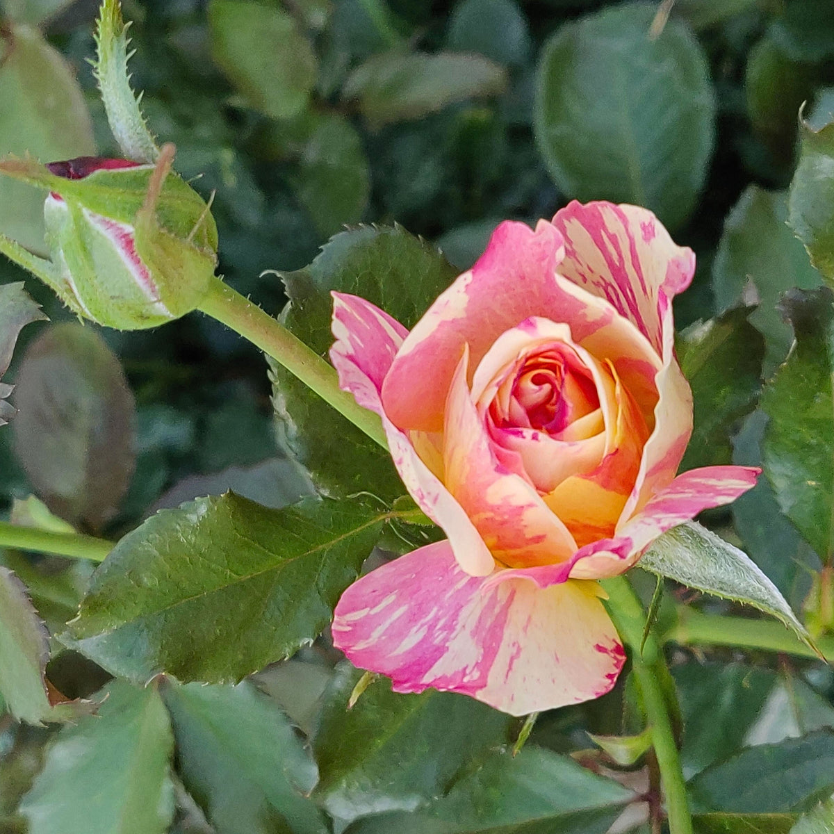 La Park Floribunda Rose Seeds, 30+ seeds