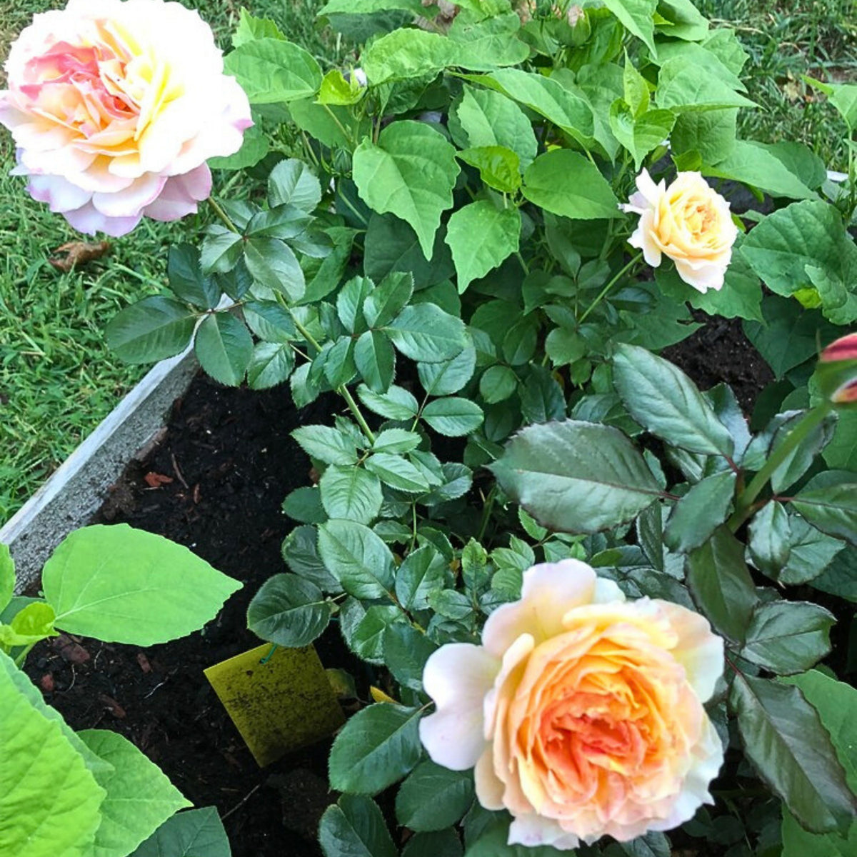 La Park Floribunda Rose Seeds, 30+ seeds