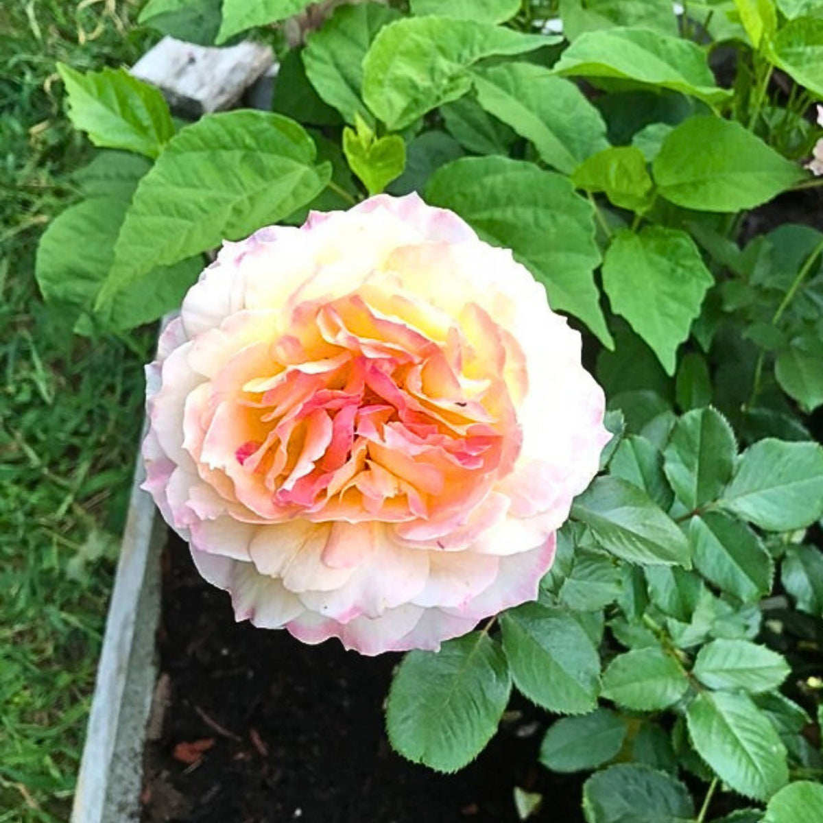 La Park Floribunda Rose Seeds, 30+ seeds