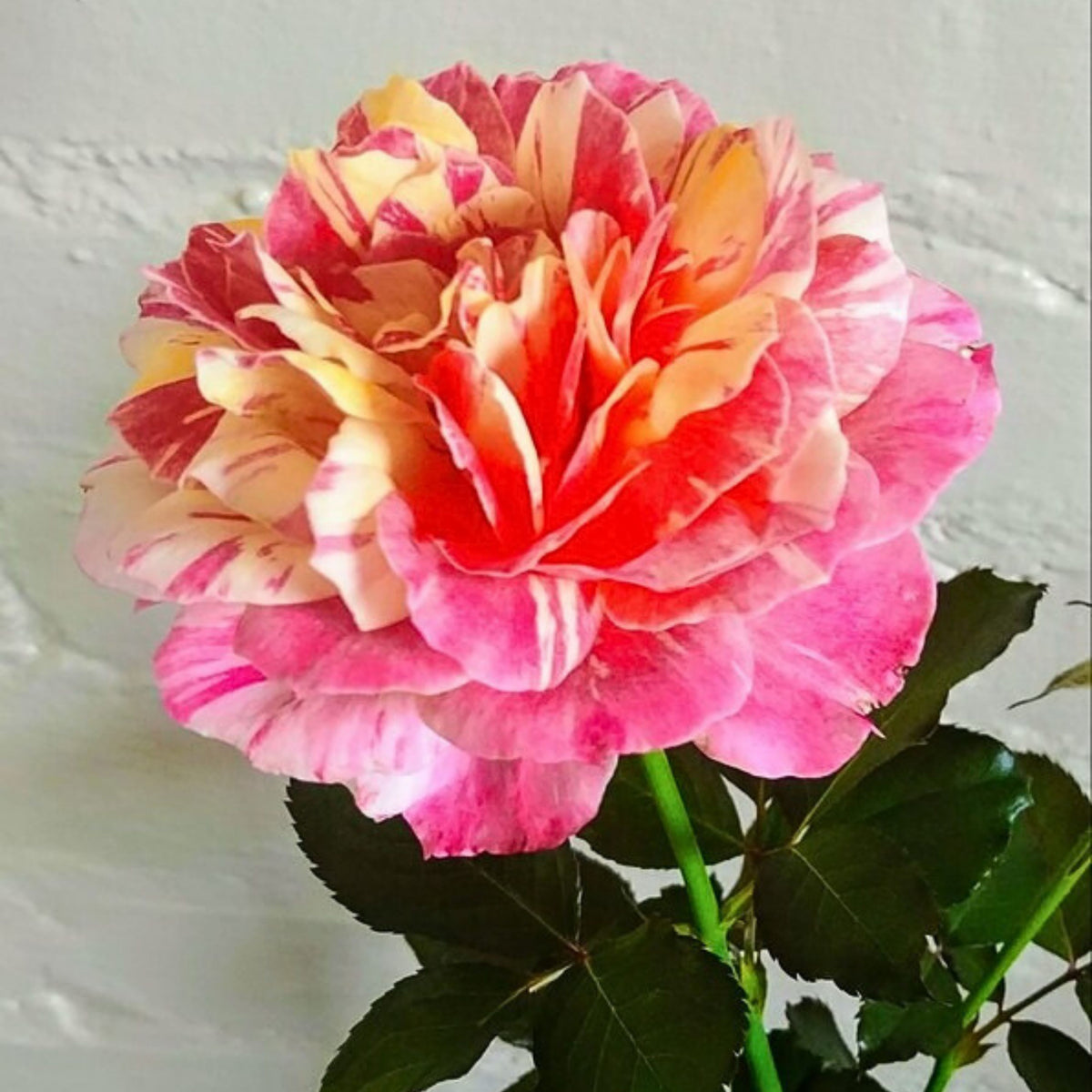 La Park Floribunda Rose Seeds, 30+ seeds