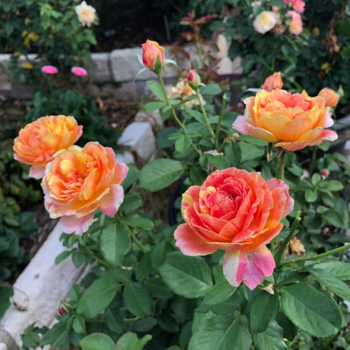 La Park Floribunda Rose Seeds, 30+ seeds