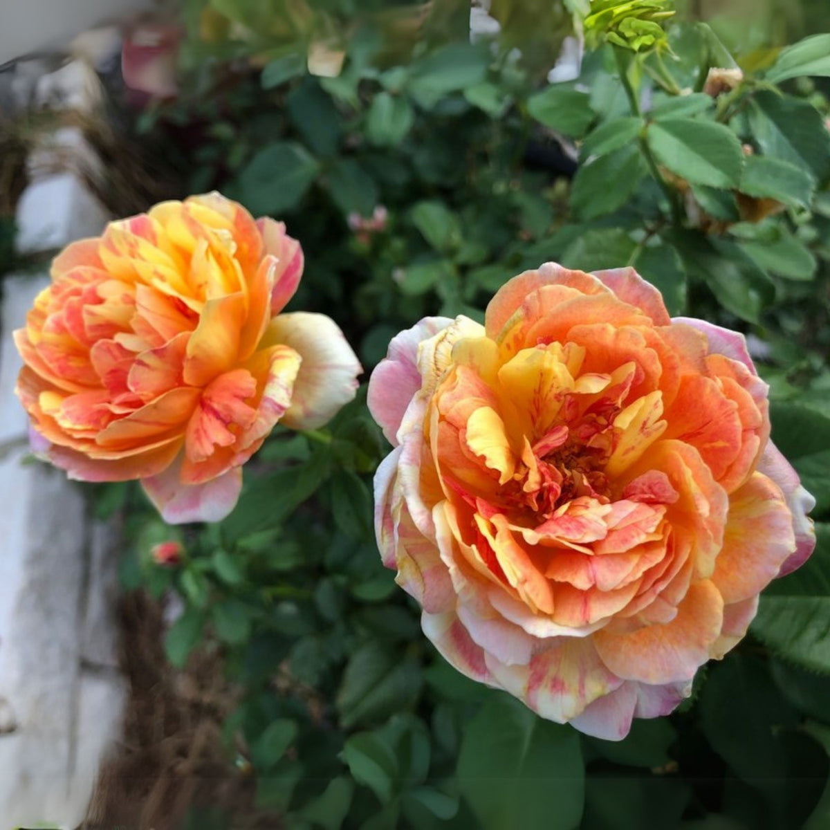 La Park Floribunda Rose Seeds, 30+ seeds