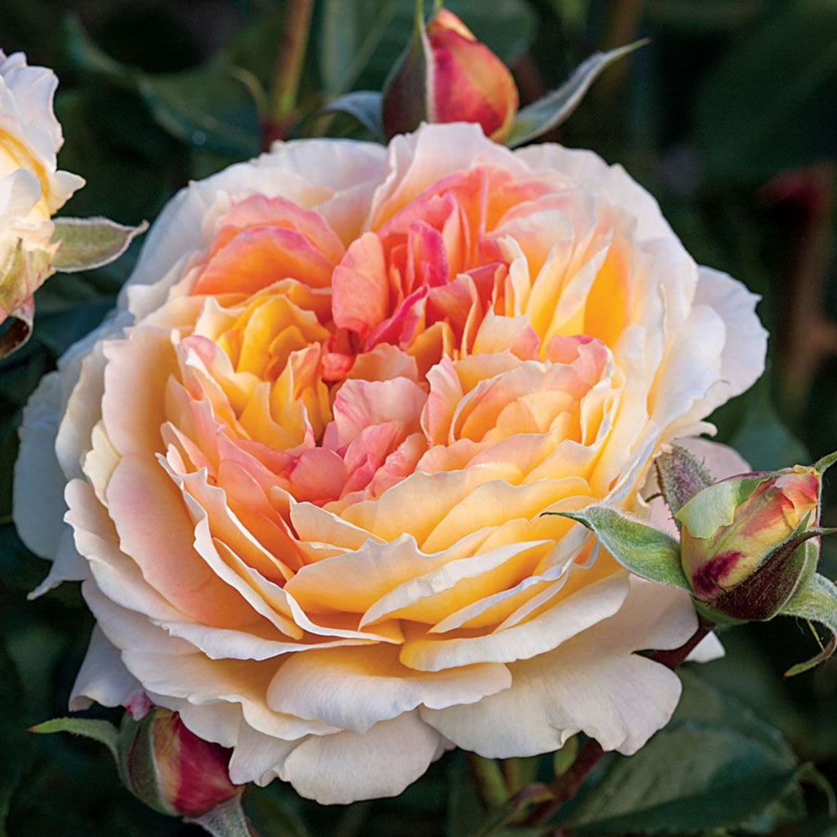 La Park Floribunda Rose Seeds, 30+ seeds