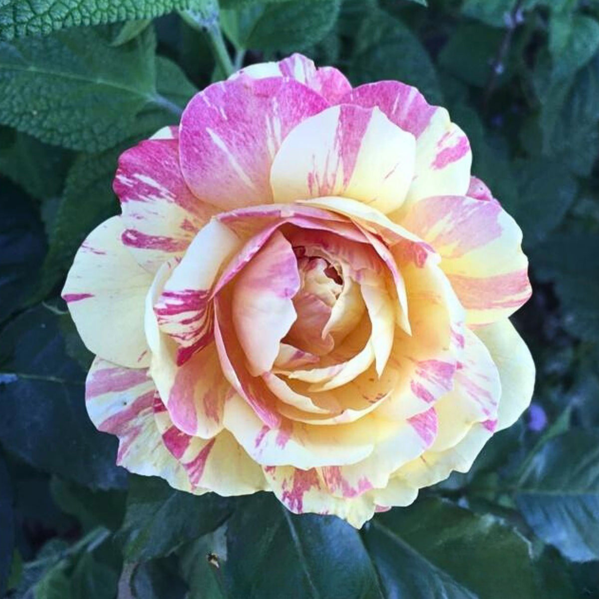 La Park Floribunda Rose Seeds, 30+ seeds