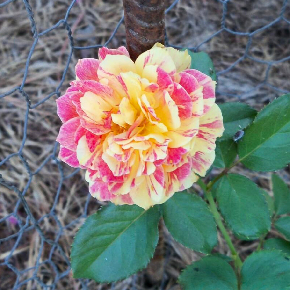 La Park Floribunda Rose Seeds, 30+ seeds