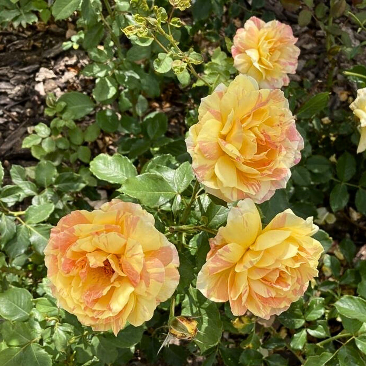 La Park Floribunda Rose Seeds, 30+ seeds