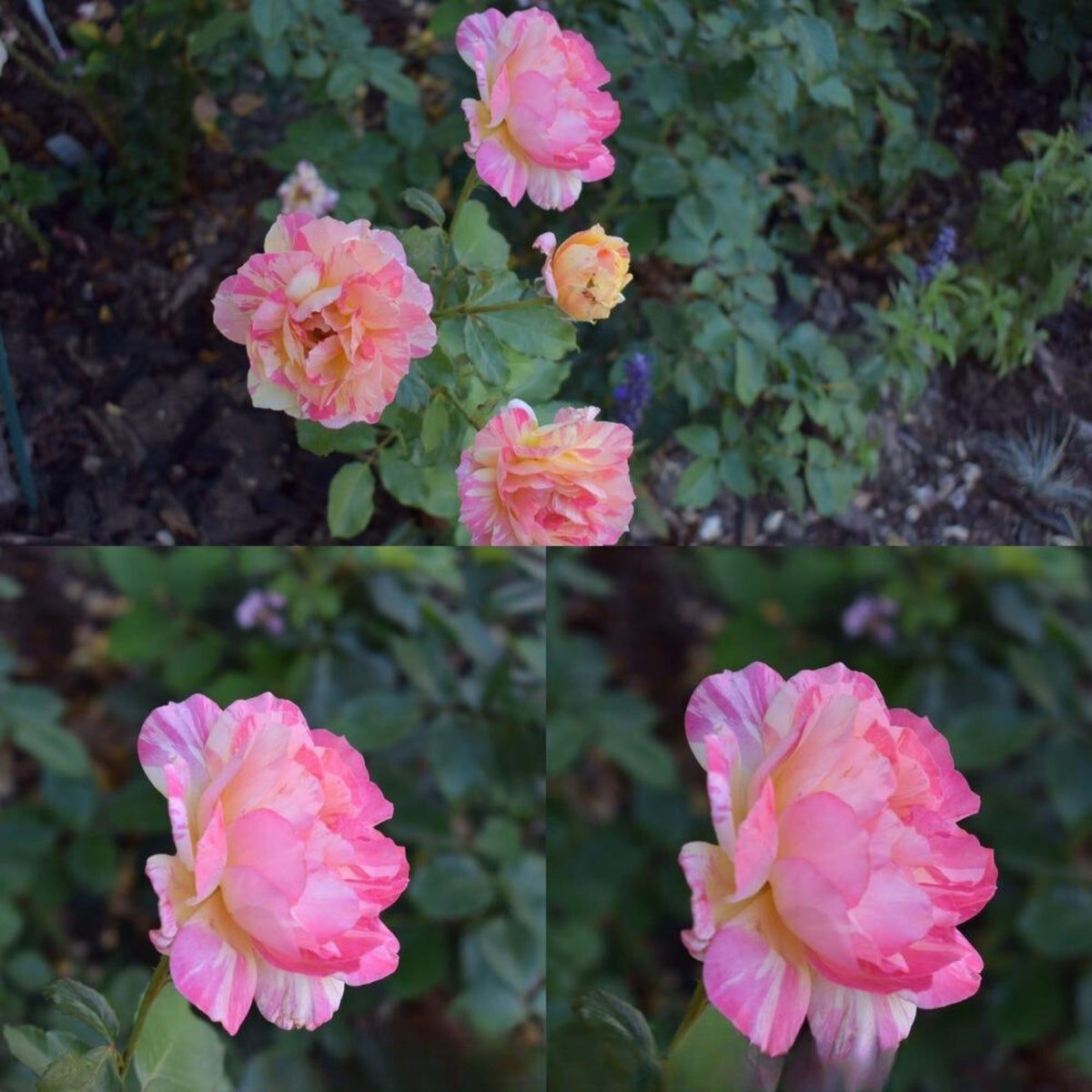 La Park Floribunda Rose Seeds, 30+ seeds