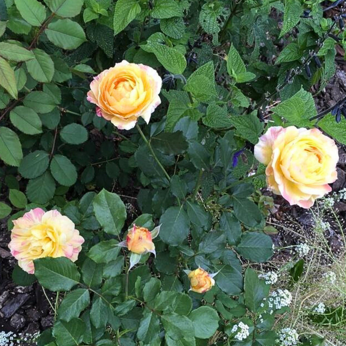 La Park Floribunda Rose Seeds, 30+ seeds