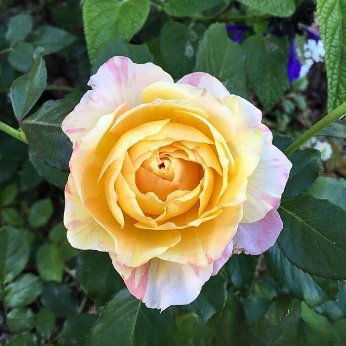 La Park Floribunda Rose Seeds, 30+ seeds