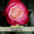 30+ Seeds| バラ ノスタルジー  - Nostalgie Perennial Rose Seeds #1199