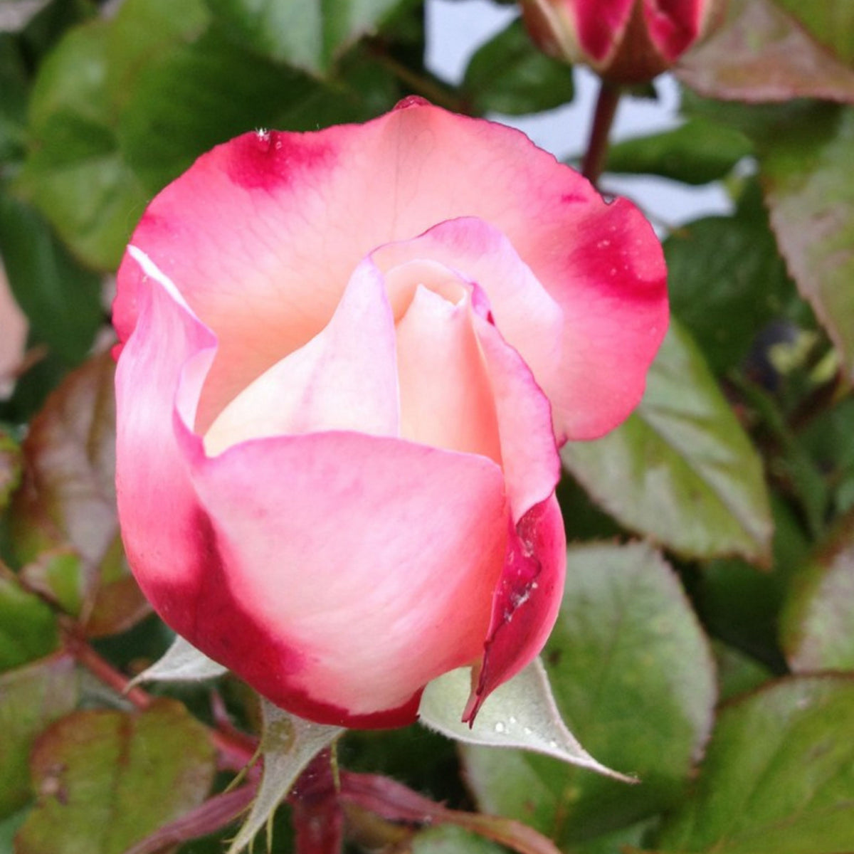 バラ ノスタルジー Seeds - Nostalgie Perennial Rose Seeds, 30+ seeds