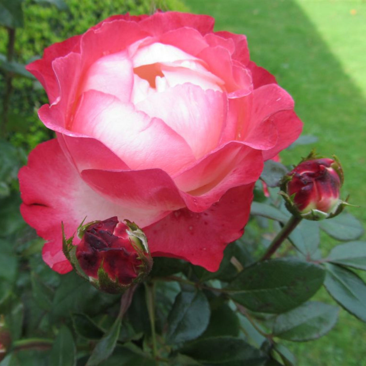 バラ ノスタルジー Seeds - Nostalgie Perennial Rose Seeds, 30+ seeds