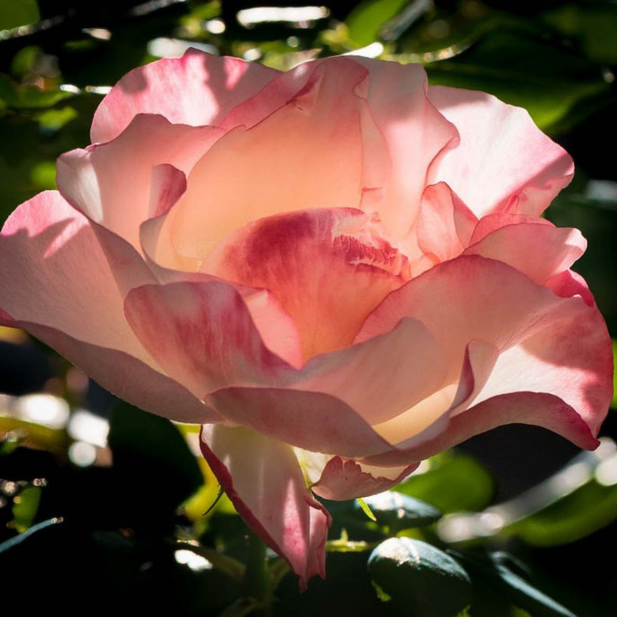 バラ ノスタルジー Seeds - Nostalgie Perennial Rose Seeds, 30+ seeds