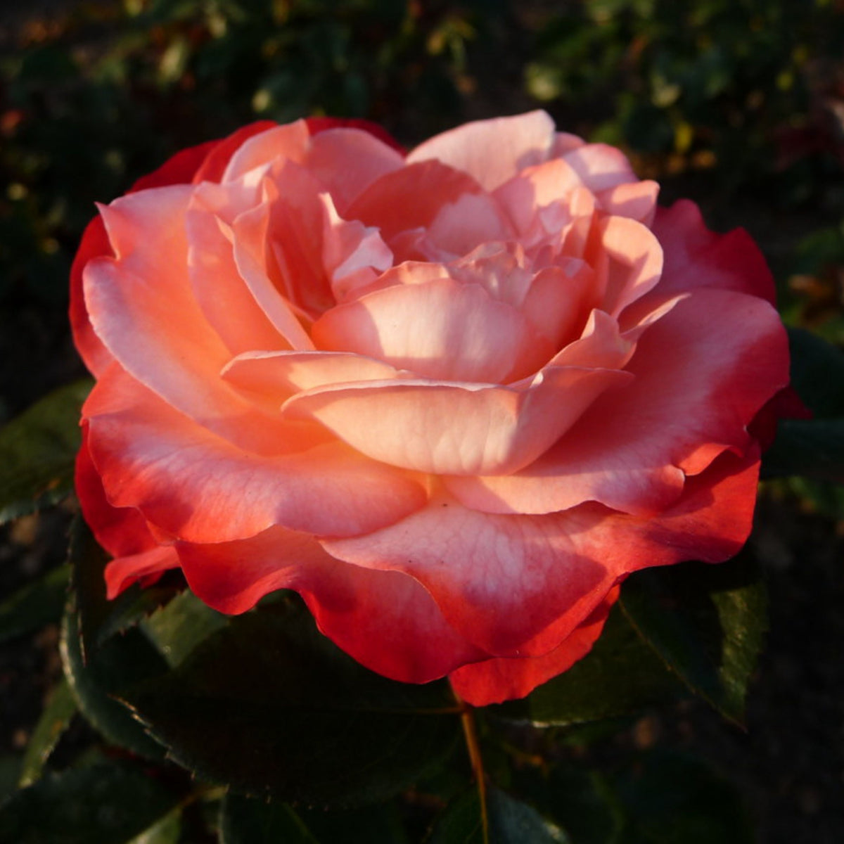 バラ ノスタルジー Seeds - Nostalgie Perennial Rose Seeds, 30+ seeds