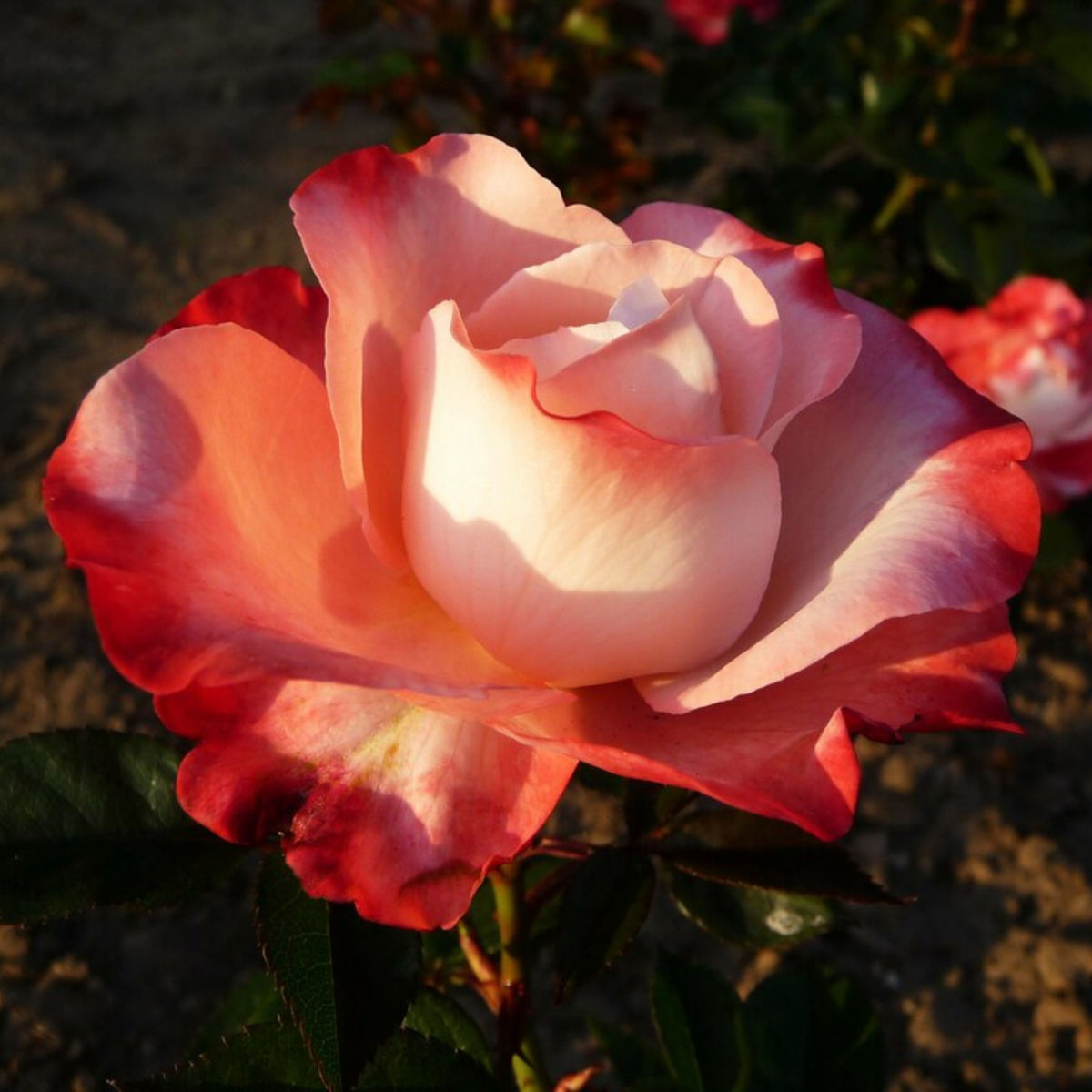 バラ ノスタルジー Seeds - Nostalgie Perennial Rose Seeds, 30+ seeds