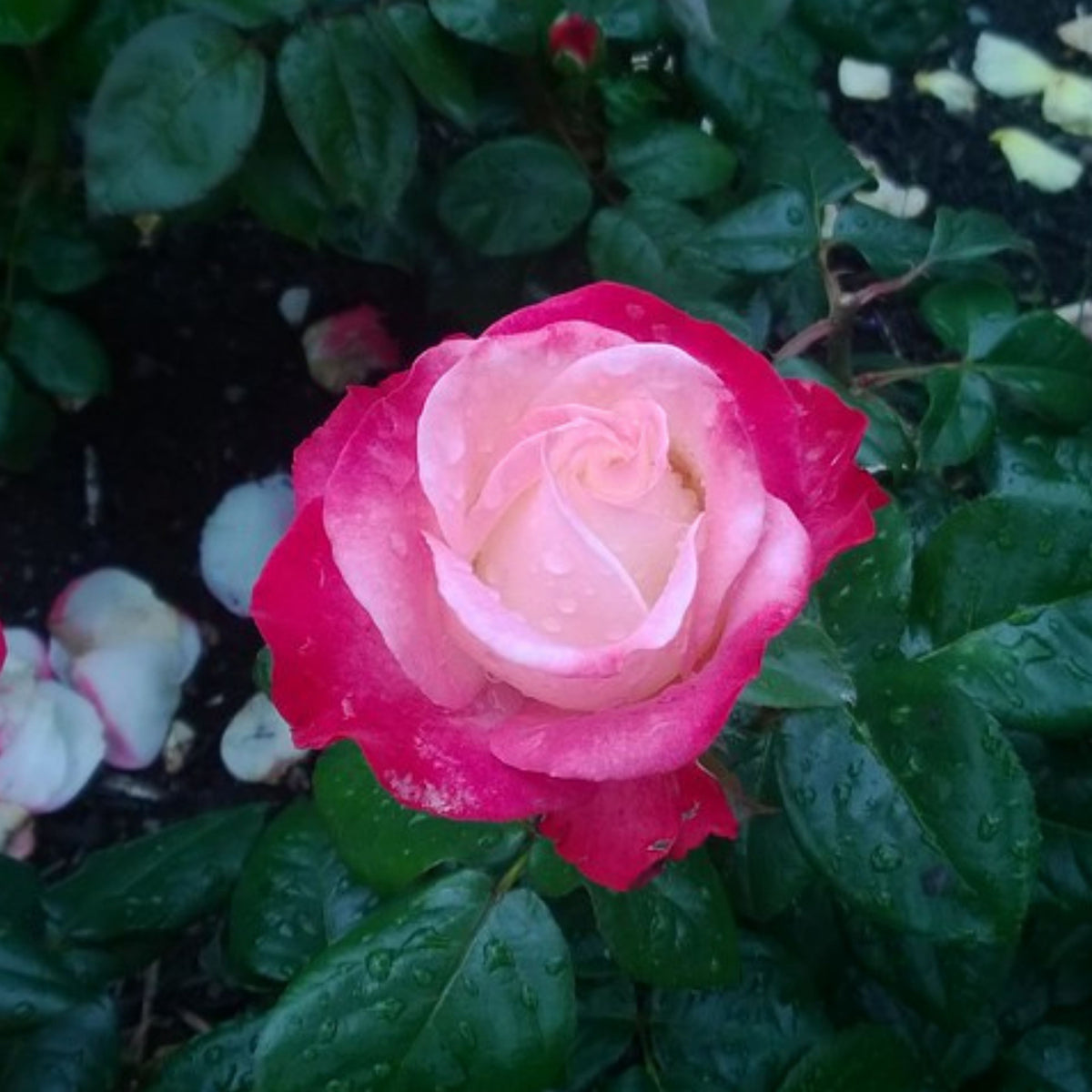 バラ ノスタルジー Seeds - Nostalgie Perennial Rose Seeds, 30+ seeds