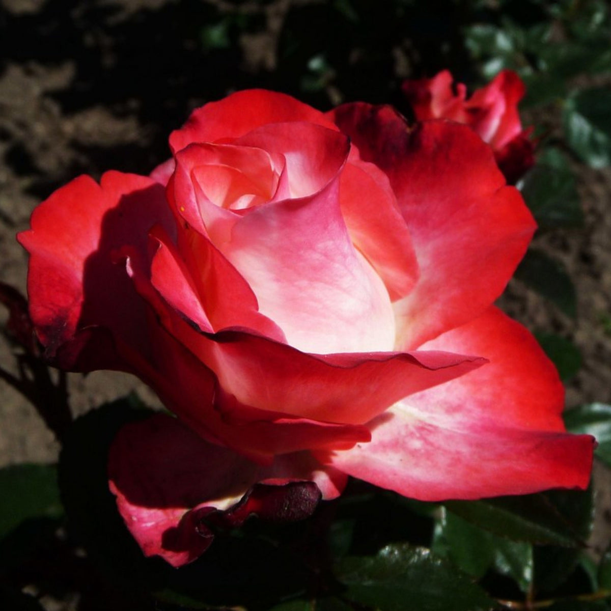 バラ ノスタルジー Seeds - Nostalgie Perennial Rose Seeds, 30+ seeds