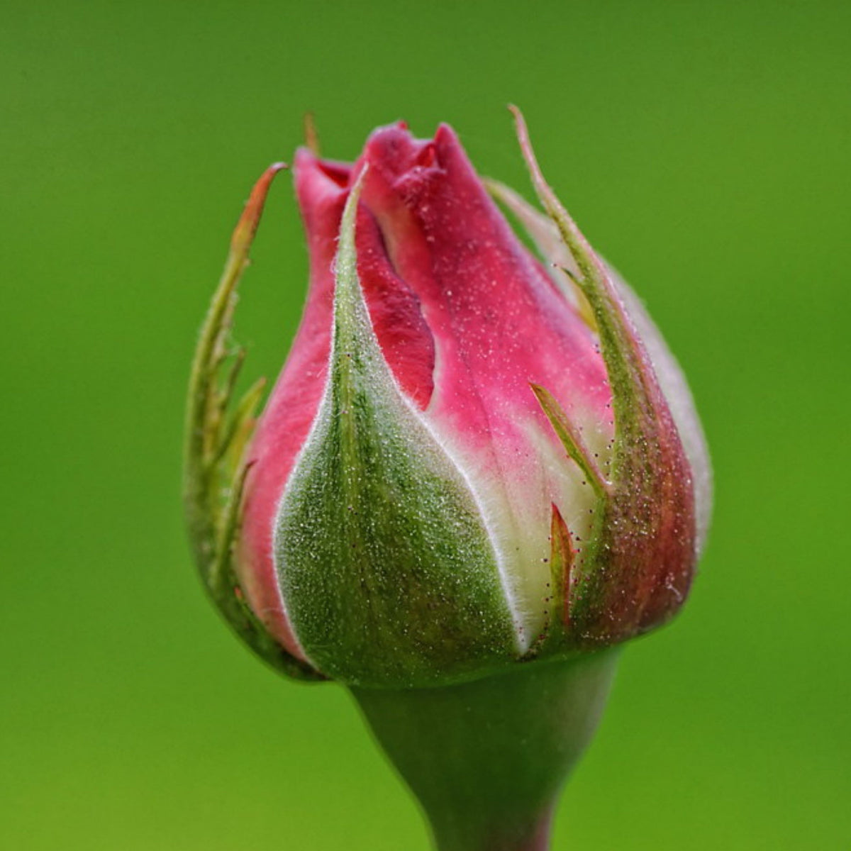 バラ ノスタルジー Seeds - Nostalgie Perennial Rose Seeds, 30+ seeds