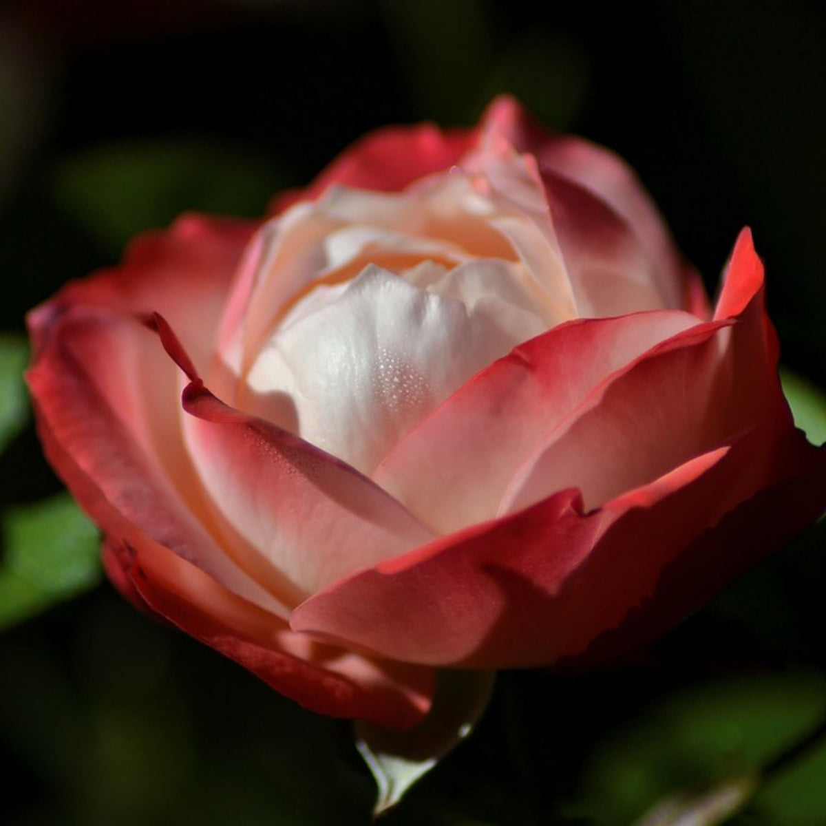 バラ ノスタルジー Seeds - Nostalgie Perennial Rose Seeds, 30+ seeds